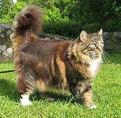 kot